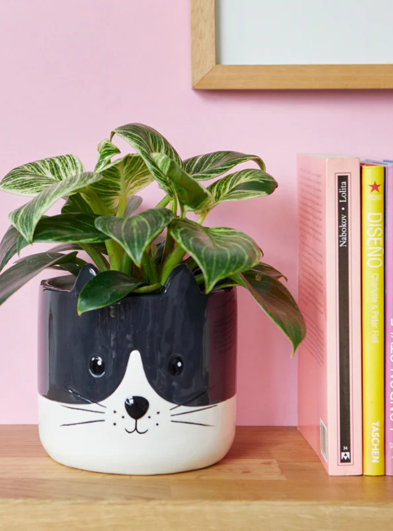 Maceta Kitty