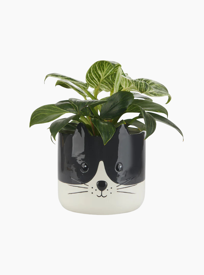 Maceta Kitty Balvi de cerámica con cara de gato decorativa
